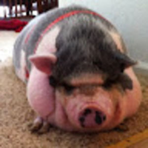 Meet your Posher, Lisa